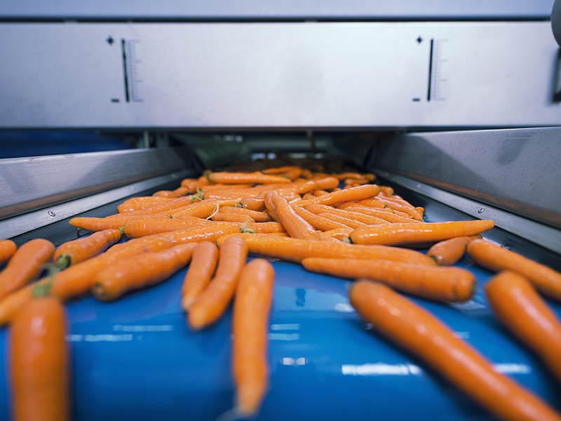 蔬菜输送应用案例